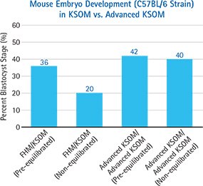 Mouse embryo development