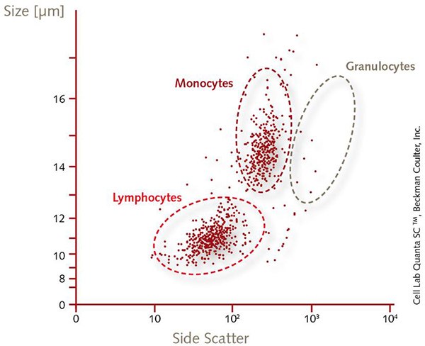 Human Mononuclear Cells (PBMCs)