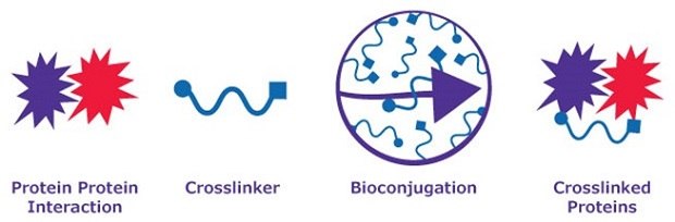 A crosslinker converts interacting proteins into crosslinked proteins via bioconjugation The graphic depicts a biological process involving proteins. On the left, two starburst formations, one red and one purple, are labeled "Protein-Protein Interaction," showing that proteins interact. To their right is a blue squiggly line labeled "Crosslinker." The next symbol is a purple circle with squiggly lines ringed by a purple arrow, which represents bioconjugation. On the far right, two starburst structures are connected by a blue squiggly line labeled "Crosslinked Proteins."