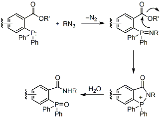 covalent amide bond