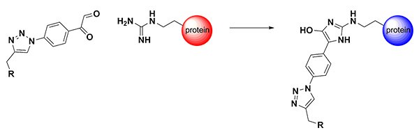  Arginine-Directed Bioconjugation