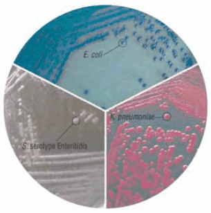 HiCrome™ Coliform Agar (81938)