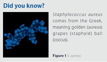 Staphylococcus aureus