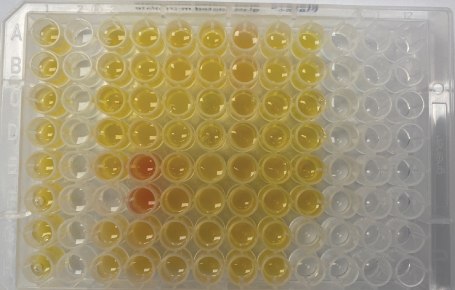 Actual samples for extraction 1 Supel™ BioSPME 96-pin device with actual samples for extraction 1 showing wells loaded with 200 µL of either serum sample (yellow/red) or a calibrator prepared in phosphate buffered saline.