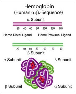 Hemoglobin α2β2 sequence Image of Hemoglobin Structure