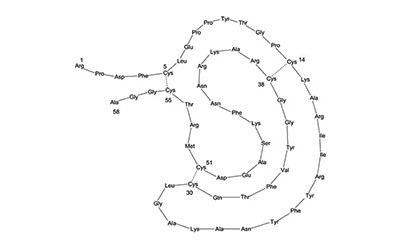 Structural schematic of the peptide sequence for protease inhibitor aprotinin showing secondary structure and 3 disulfide bonds. Structural schematic of the peptide sequence for protease inhibitor aprotinin showing secondary structure and 3 disulfide bonds.
