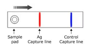 Monochromatic monoparametric lateral flow test setup. Illustration of a monochromatic monoparametric lateral flow test, displaying the test sample pad on the left, the Ag Capture line in red in the center, and the control line in blue on the right, with the sample flowing from left to right.