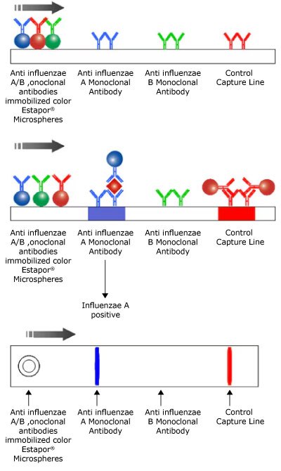 Influenza virus multiplex lateral flow test setup. Illustration of a multichromatic multiparametric (multiplex) lateral flow test for influenza viruses, showing the test sample on the left, the Influenza A Capture line in blue and Influenza B Capture line in green in the center, and the control line in red on the right, with the sample flowing from left to right.