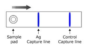 Bichromatic monoparametric lateral flow test setup. Illustration of a bichromatic monoparametric lateral flow test, featuring the test sample pad on the left, the Ag Capture line in blue in the center, and the control line also in blue on the right, with the sample flowing from left to right.