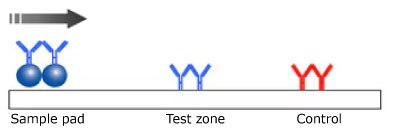 Monotest monochromatic lateral flow test setup. Illustration of a monotest monochromatic lateral flow test setup, depicting the test sample on the left, the antibody and microsphere in the center for reaction, and the control line on the right, with the sample flowing from left to right.