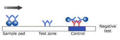 Negative monotest monochromatic lateral flow test result. Illustration of a negative result in a monotest monochromatic lateral flow test, showing the test sample on the left, the antibody and microsphere in the center not reacting with the sample, and the control line on the right, with the sample flowing from left to right.