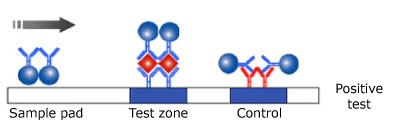 Positive monotest monochromatic lateral flow test result. Illustration of a positive result in a monotest monochromatic lateral flow test, showing the test sample on the left, the antibody and microsphere in the center reacting with the sample, and the control line on the right, with the sample flowing from left to right.