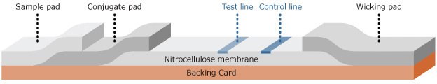 Schematic of lateral flow test strip