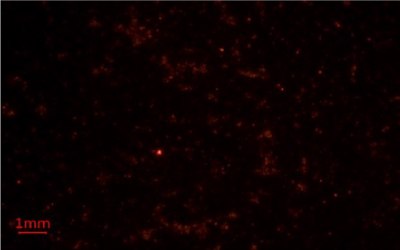 Nile Red Methods for Microplastics Analysis 1 First replicate image of microplastics-containing samples on Millipore® glass fiber membrane filters under blue light using Nile Red fluorescent stain for microplastics analysis