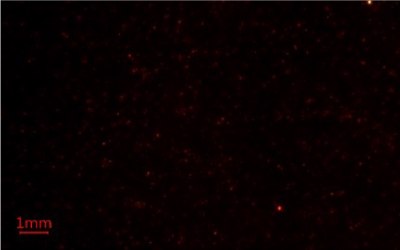Nile Red Methods for Microplastics Analysis 2 Second replicate image of microplastics-containing samples on Millipore® glass fiber membrane filters under blue light using Nile Red fluorescent stain for microplastics analysis.