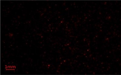 Nile Red Methods for Microplastics Analysis 3 Third replicate image of microplastics-containing samples on Millipore® glass fiber membrane filters under blue light using Nile Red fluorescent stain for microplastics analysis.