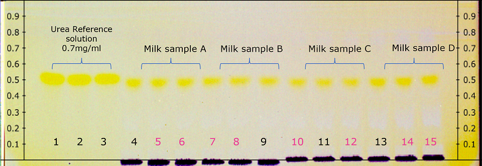 Derivatized HPTLC plate under in white light illumination (pink marked milk sample tracks quantified by densitometry see Table 2) A derivatized HPTLC plate, viewed under white light, appears in a pale yellow hue. On both edges of the plate, there are 9 black markings, starting from the bottom line used for spotting, labeled from 0.0 to 0.9 at 0.1 cm intervals. Along the bottom, labels 1 to 10 are shown from left to right, with labels 1 to 4 in black and 5 to 10 in pink, representing the ten spots applied. The plate displays ten bright yellow-colored spots between Rf values of 0.45 to 0.55, corresponding to tracks labeled 1 to 10 from left to right. The first three spots on the left are for urea reference solution at a concentration of 0.7 mg/mL, followed by four sets of three spots each for four different milk samples analyzed.