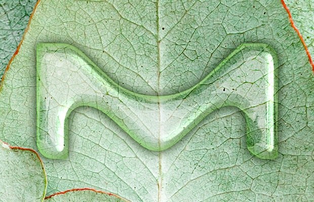 Flavor Fragrances Image Initial M on Eucalyptus leaves