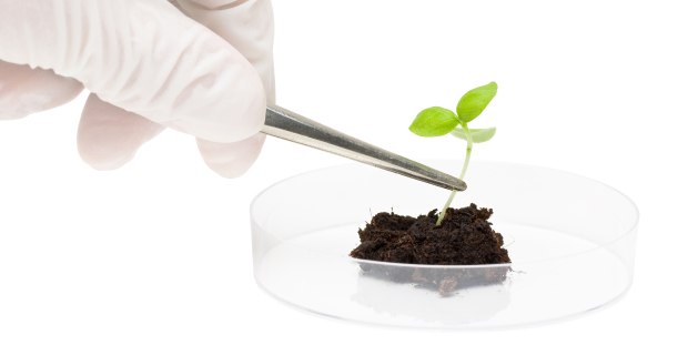 Natural Flavor in the EU A gloved hand uses tweezers to position a small green seedling above dark soil in a clear petri dish.