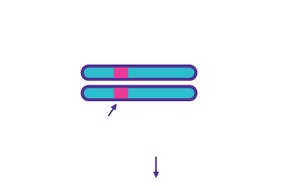 Digestion of Mismatched Duplexes Digestion of Mismatched Duplexes - T7 Endonuclease I