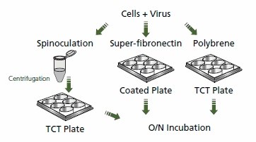 Lentiviral Transduction