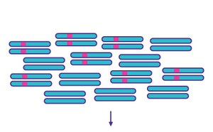 PCR Amplification PCR Amplification