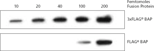 Western Blot of original flag