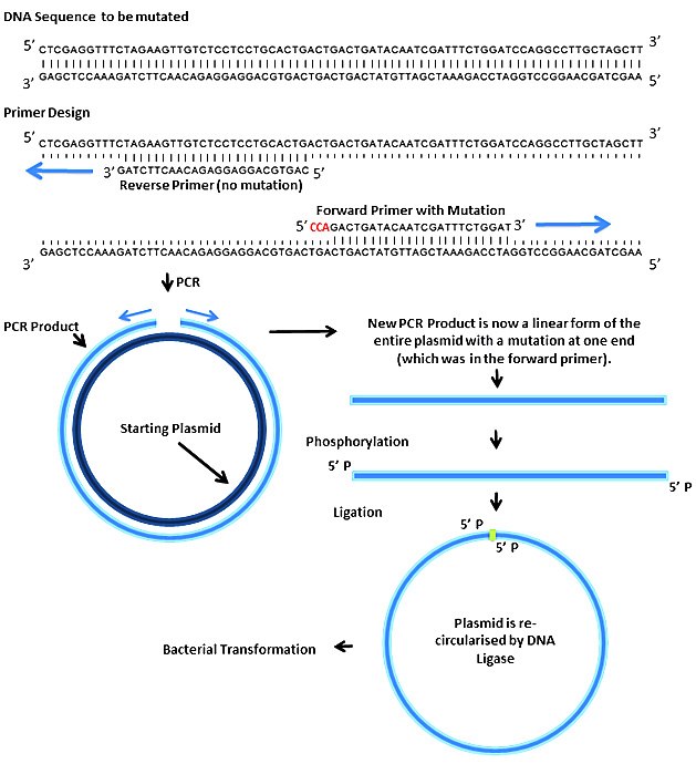 mutagenesis mutagenesis