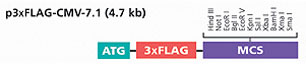 p3xFLAG-CMV-7.1
