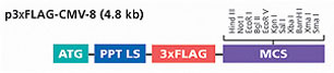 p3xFLAG-CMV-8