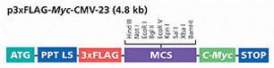 p3xFLAG-Myc-CMV-23