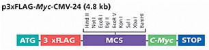p3xFLAG-Myc-CMV-24