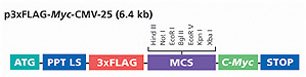 p3xFLAG-myc-CMV-25
