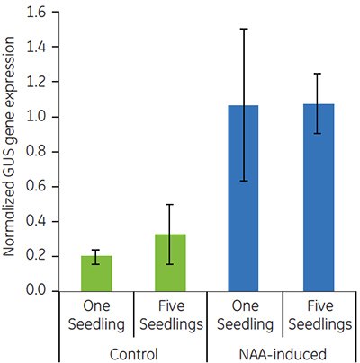 Expression of GUS in DR5::GUS control and NAA-induced populations.