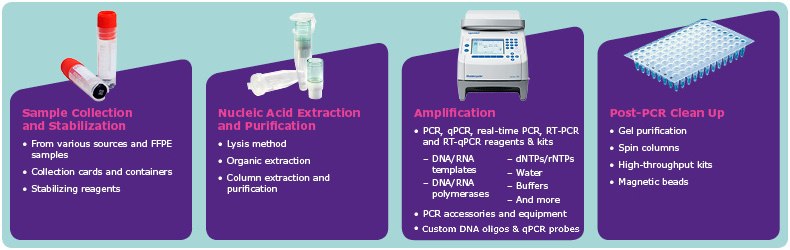 Steps in the PCR Assay Workflow