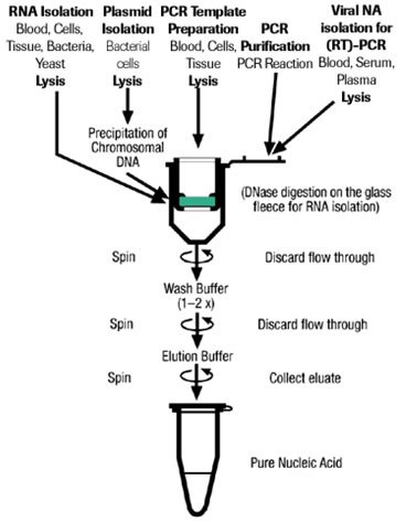 Spin Column Principle