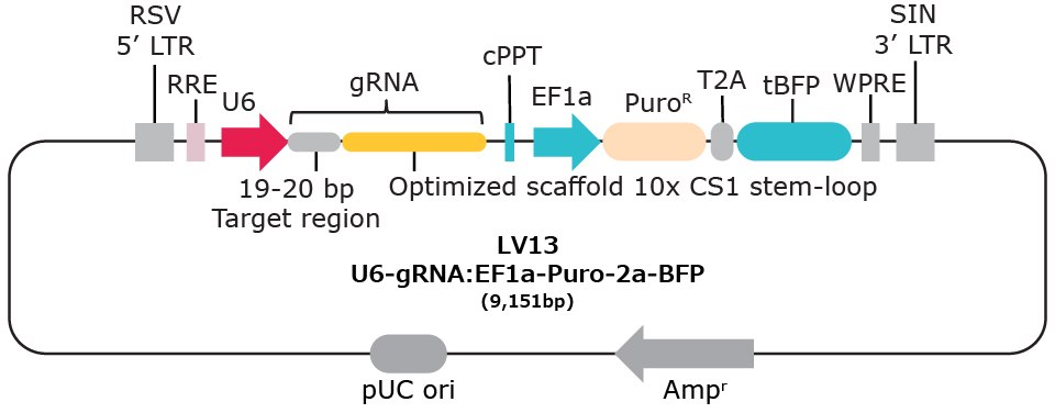 10x single cell compatible gRNA vector with capture sequence