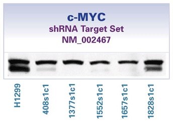 Protein lysates from the shRNA infected cells were analyzed by western blotting using a c-MYC antibody. C-MYC protein levels corresponds to the mRNA knockdown shown in <b>Figure 1</b>. c-MYC shRNA Target Set