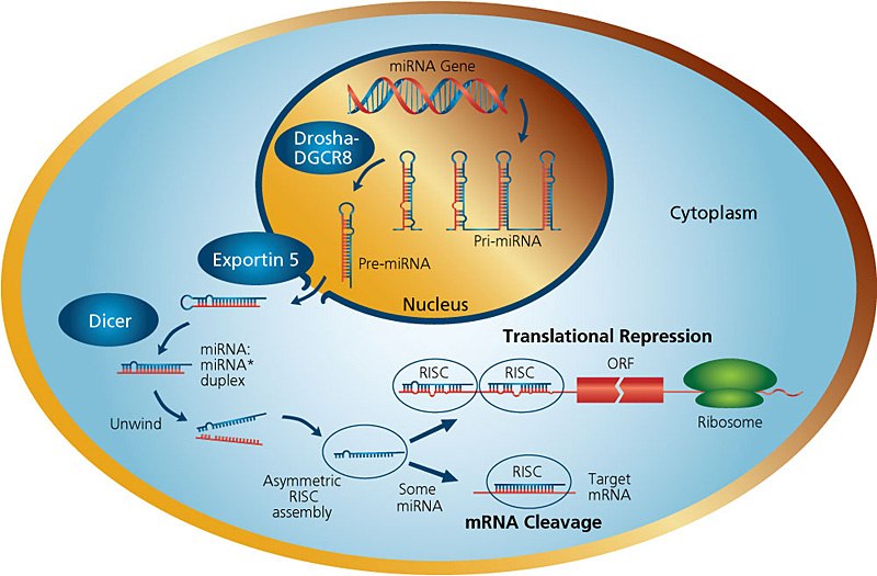 Illustration showing miRNA pathways within the cell from gene encoding in the nucleus to either mRNA cleavage or translational repression