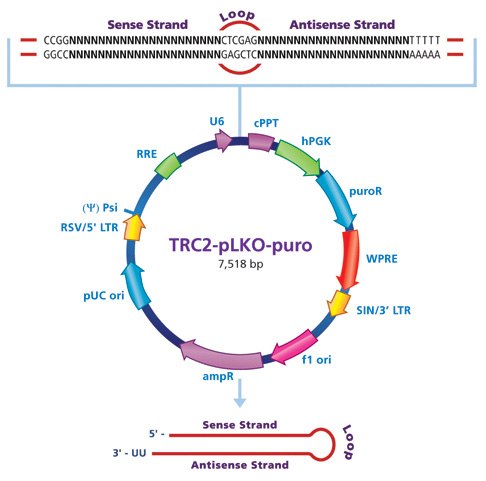 trc2-plko-puro trc2-plko-puro