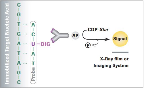 Example detecting DIG-labeled nucleic acids