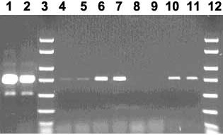 Rescue of formic acid damaged lambda template Rescue of formic acid damaged lambda template