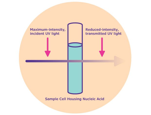The nucleic acid in solution in the sample cell is illuminated with incident UV light at 260 nm at maximum intensity. Since the nucleic acid bases absorb some of the UV light, the transmitted UV light is reduced in intensity. Absorbance is determined by the following formula: A vertical cylindrical container is shown with two arrows indicating light passing through it: one arrow labeled ‘Maximum-intensity, incident UV light’ pointing downwards towards the top of the container, and another labeled ‘Reduced-intensity, transmitted UV light’ pointing away from the bottom of the container to the right side. The process demonstrates how incident UV light is reduced in intensity after passing through a nucleic acid sample.