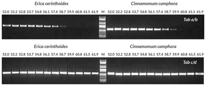 Annealing emperature optimization purified dna Annealing temperature optimization with purified DNA Annealing temperature gradient PCR (52 to 62° C) was performed to determine the optimal annealing temperature for two primer sets targeting the trnL intron, Tab a/b and Tab c/d (Taberlet et al.). Reactions (50 μL) contained 1X KAPA Plant PCR Buffer (providing 1.5 mM MgCl2 and 0.2 mM of each dNTP), 0.3 μM of each primer, 1 U of KAPA3G Plant DNA Polymerase and 1 μL of purified DNA extracted from Erica cerinthoides and Cinnamomum camphora using the QIAGEN® DNeasy Plant Mini Kit (10 ng per reaction).