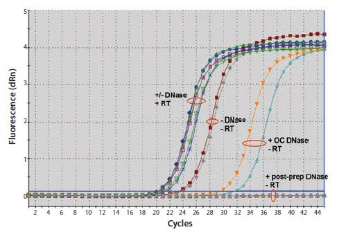 Comparison of on-column DNase digestion (OC) with post-preparation DNase digestion