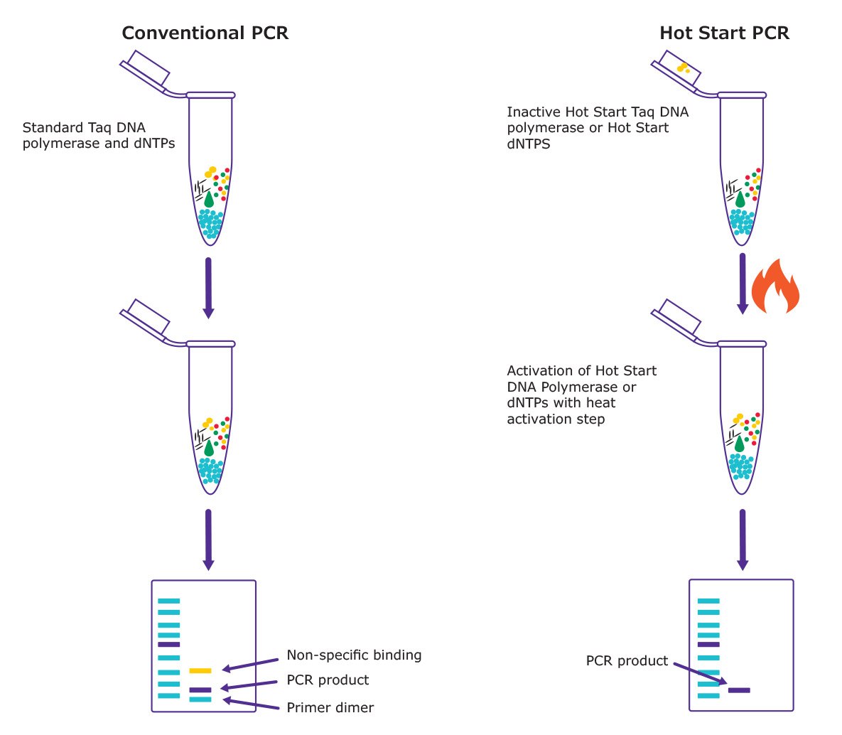 Hot Start PCR Hot Start PCR Workflow