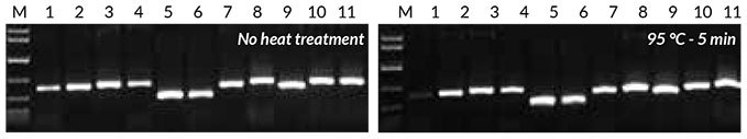 Crude sample pcr Results obtained with crude sample PCR
