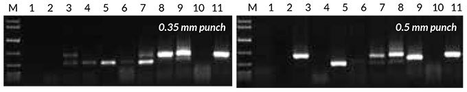 Direct PCR Results obtained with direct PCR
