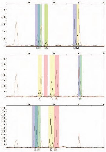 Example snapshot analyses of PCR Products Example Snapshot Analyses of PCR Products