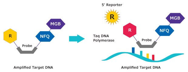 Mechanism of action. MGB:EDQ Probes are hydrolysis probes. The primer is elongated by the polymerase and the probe binds to the specific DNA template. Hydrolysis releases the reporter from the probe/target hybrid, causing an increase in fluorescence. The measured fluorescence signal is directly proportional to the amount of target DNA. Mechanism of Dual-Labeled MGB:EDQ Probes